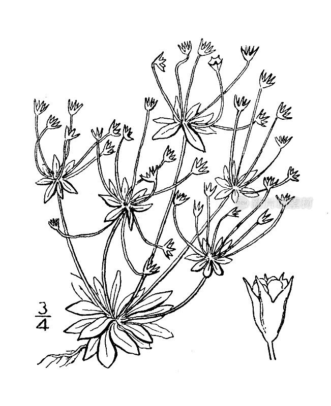 古代植物学植物插图:西花Androsace western entalis, Androsace